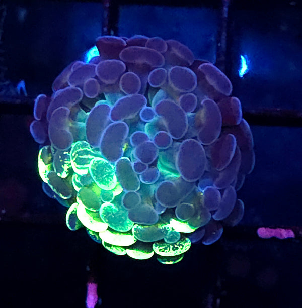 Euphyllia Branching Hammer Toxic Splatter Premium WYSIWYG - DNZ / 278