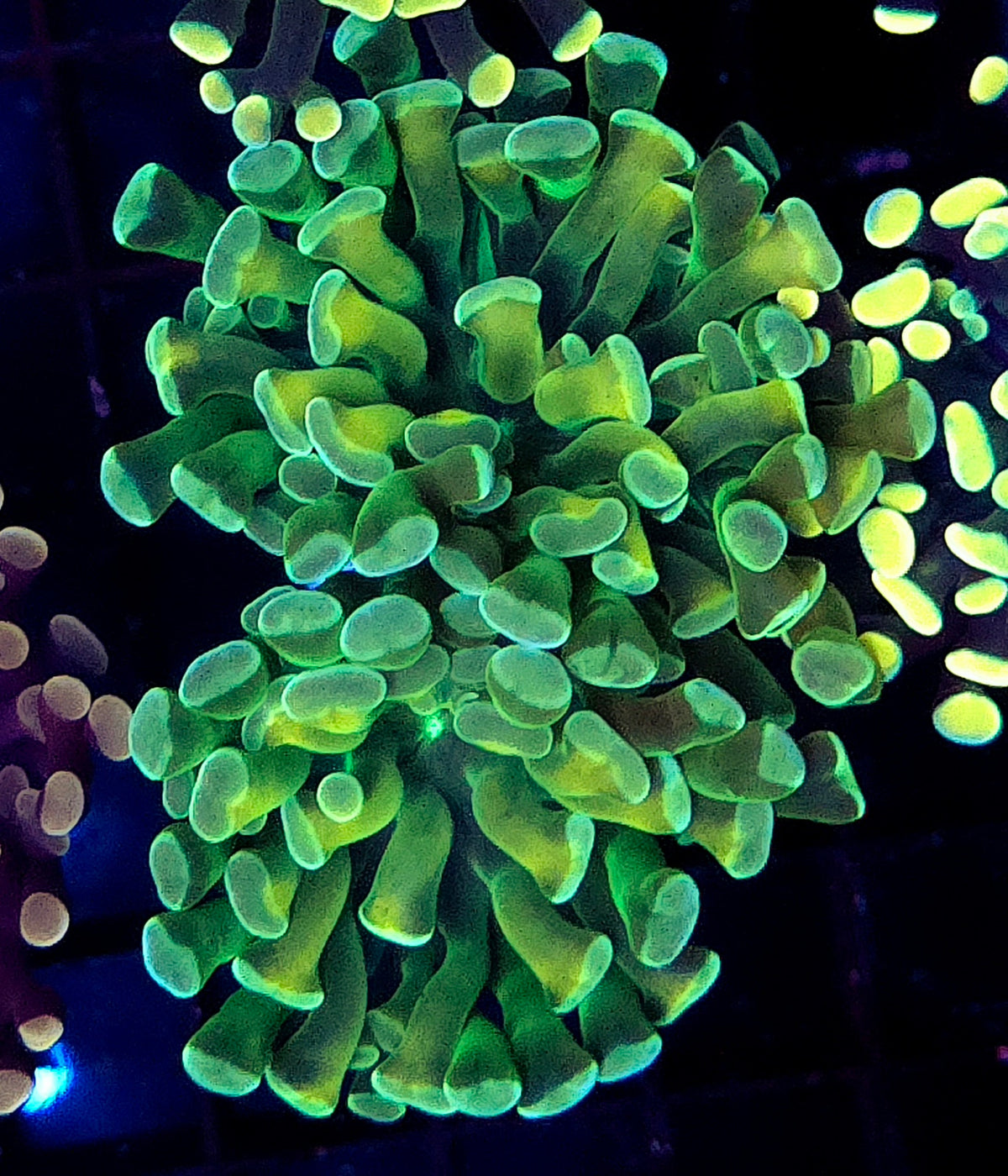 Euphyllia Branching Hammer Cosmic Honycomb 2 Köpfe WYSIWYG – DNZ / 283