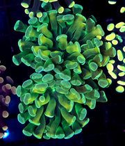 Euphyllia Branching Hammer Cosmic Honycomb 2 Köpfe WYSIWYG – DNZ / 283