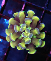 Euphyllia Branching Hammer Hologram WYSIWYG - DNZ / 284