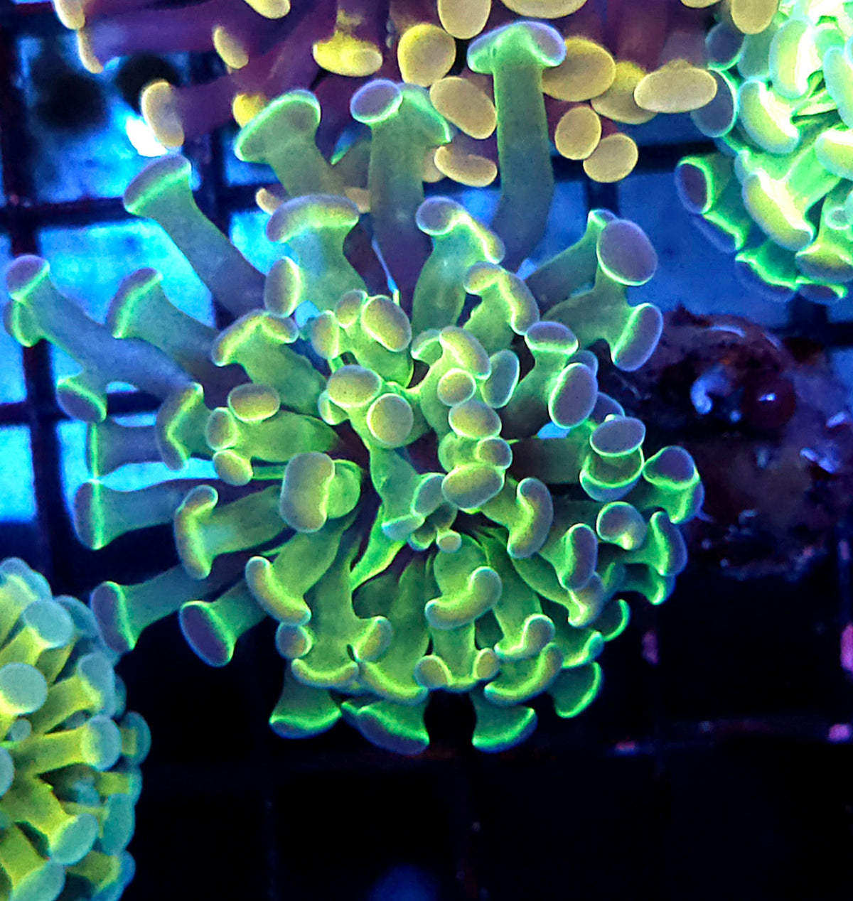 Euphyllia Branching Hammer Hologram WYSIWYG – DNZ / 288