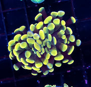 Euphyllia Branching Hammer Gold WYSIWYG - DNZ / 297 – Produktbild