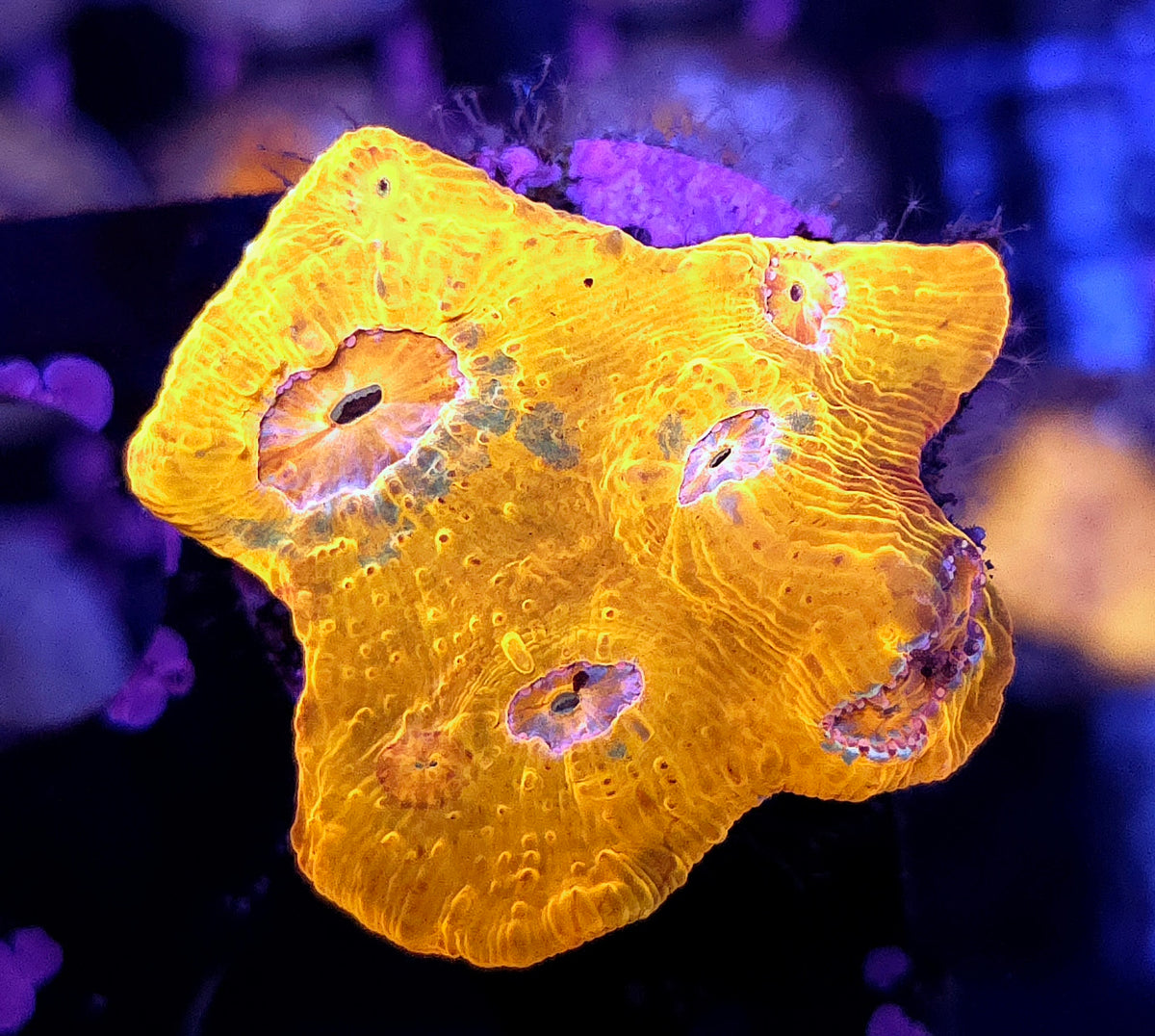 Echinophyllia Chalice Liquid Gold WYSIWYG / 302