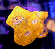 Echinophyllia Chalice Liquid Gold WYSIWYG / 302