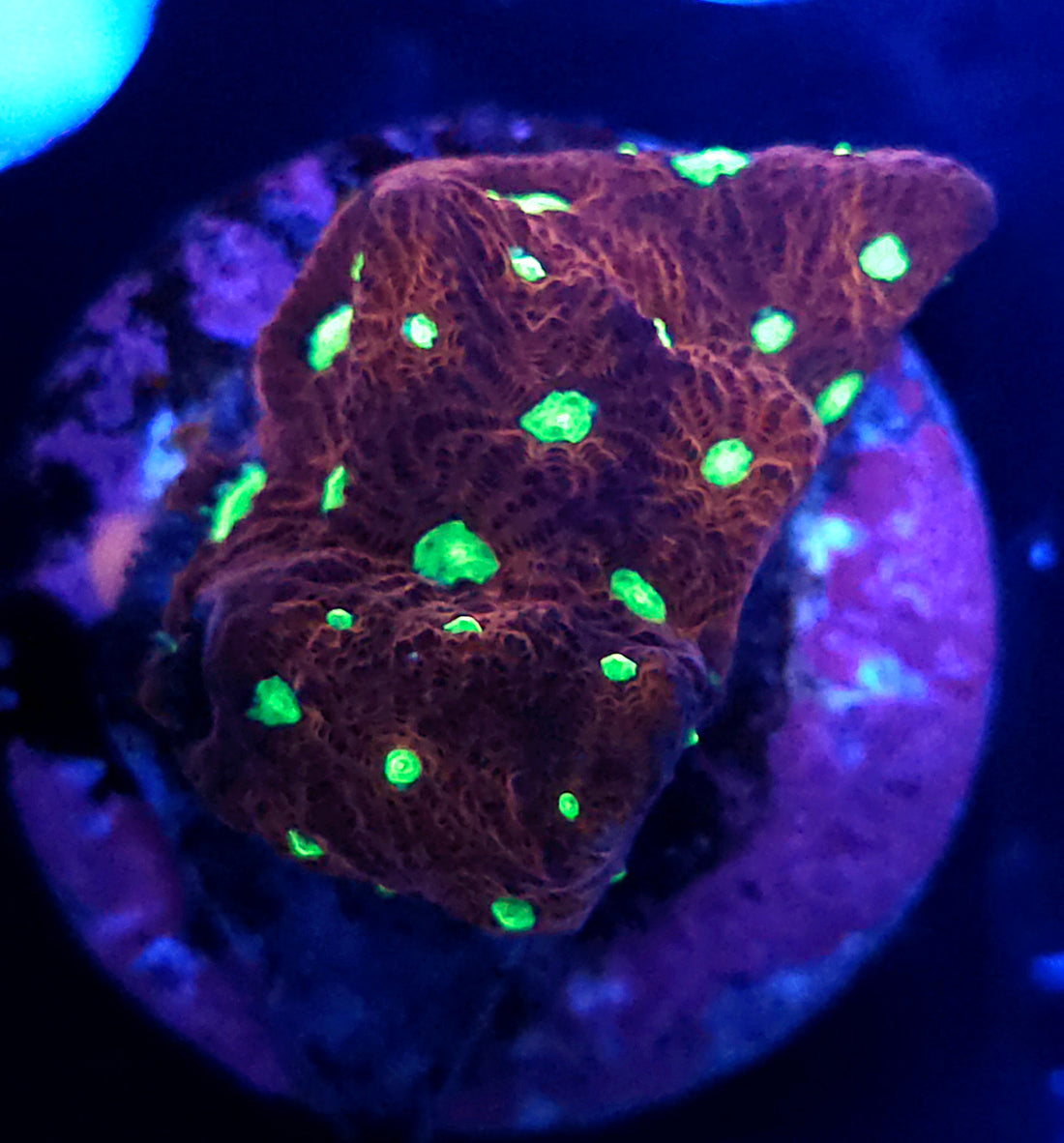 Favia Warpaint WYSIWYG / 307