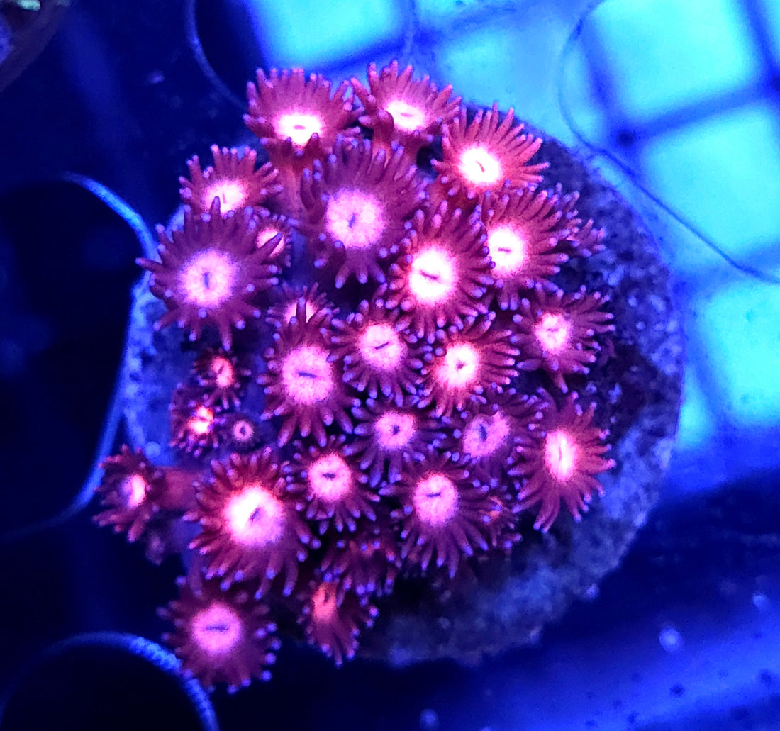 Goniopora Supernova Rose WYSIWYG - DNZ / 3076