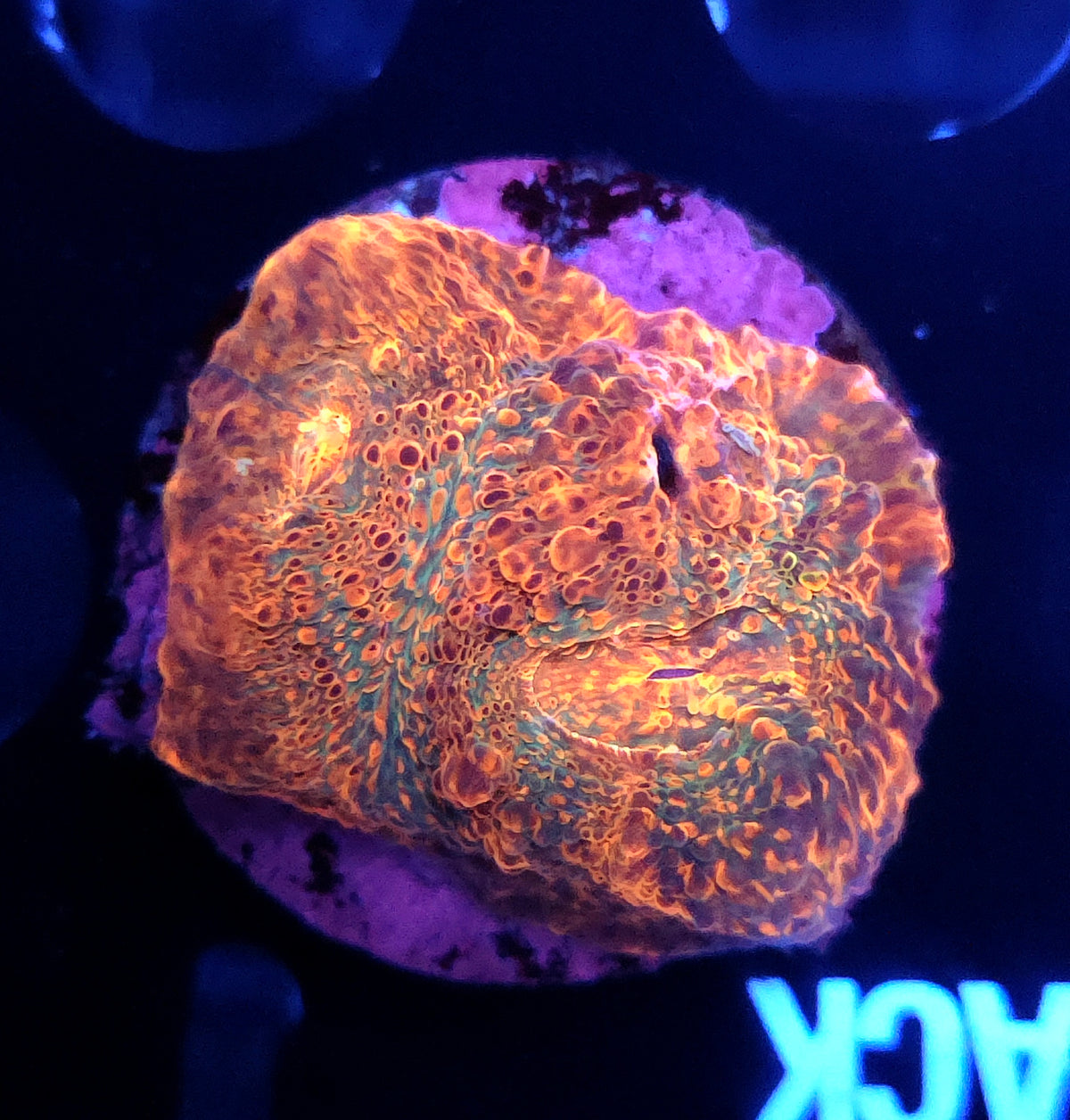 Echinophyllia Chalice Molten Honey WYSIWYG / 309 – Produktbild