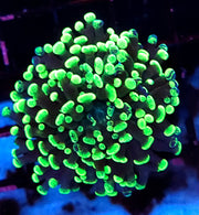 Euphyllia Branching Hammer Toxic Splatter WYSIWYG - DNZ / 311