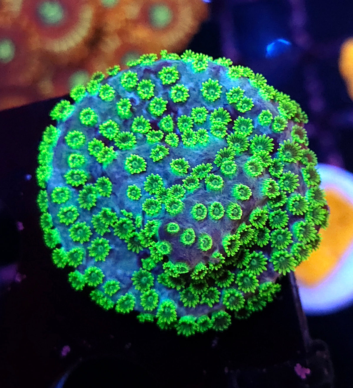 Cyphastrea Minefiels WYSIWYG / 314 – Produktbild