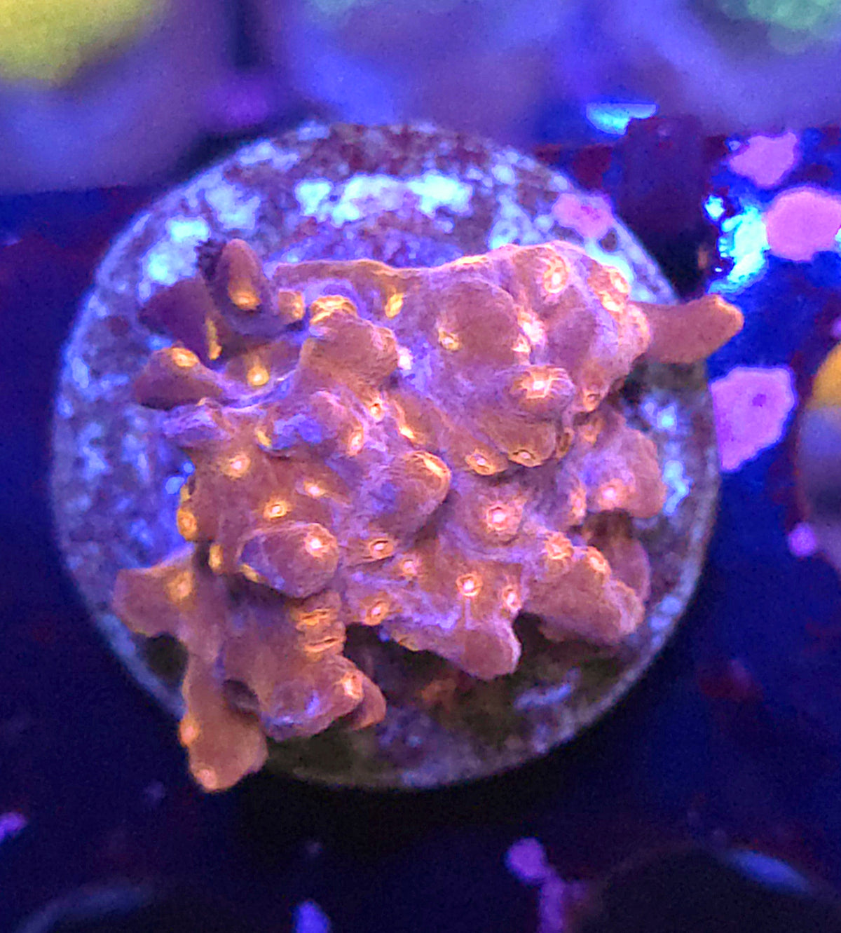 Cyphastrea decadia WYSIWYG / 314