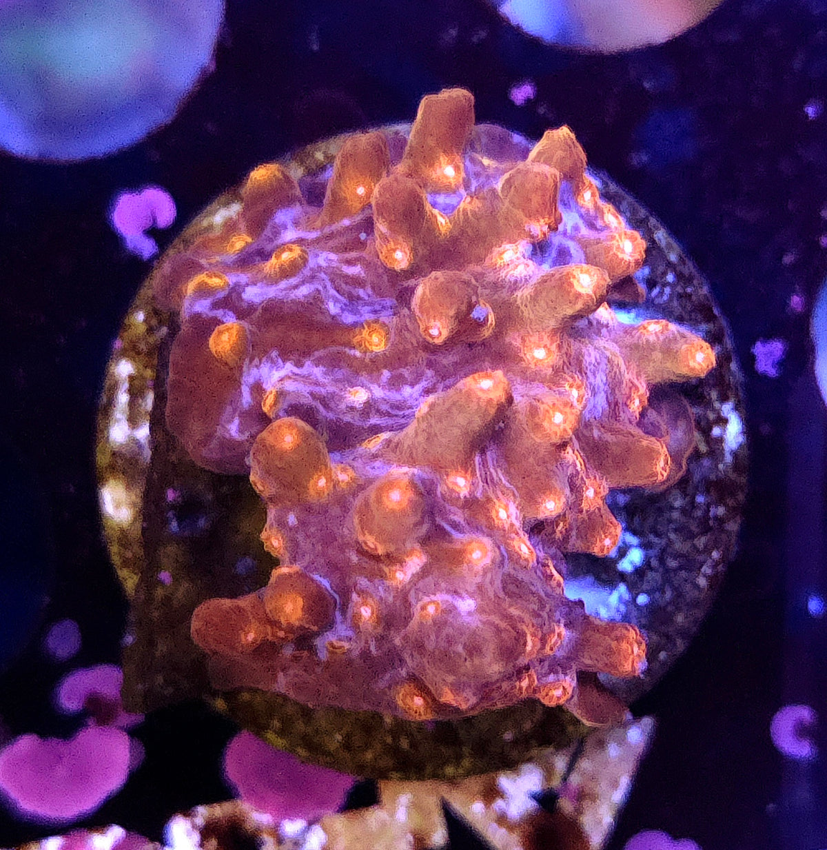 Cyphastrea decadia WYSIWYG / 318