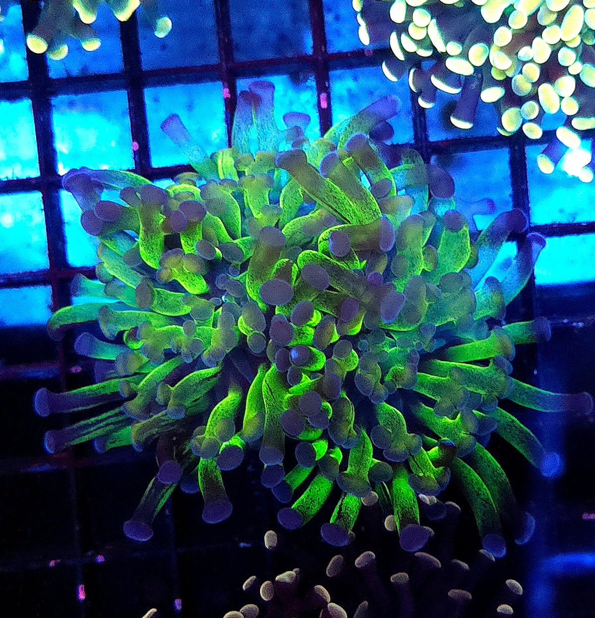 Euphyllia Branching Hammer Candy Puff 2 Köpfe WYSIWYG – DNZ / 320