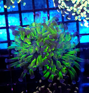 Euphyllia Branching Hammer Candy Puff 2 Köpfe WYSIWYG – DNZ / 320