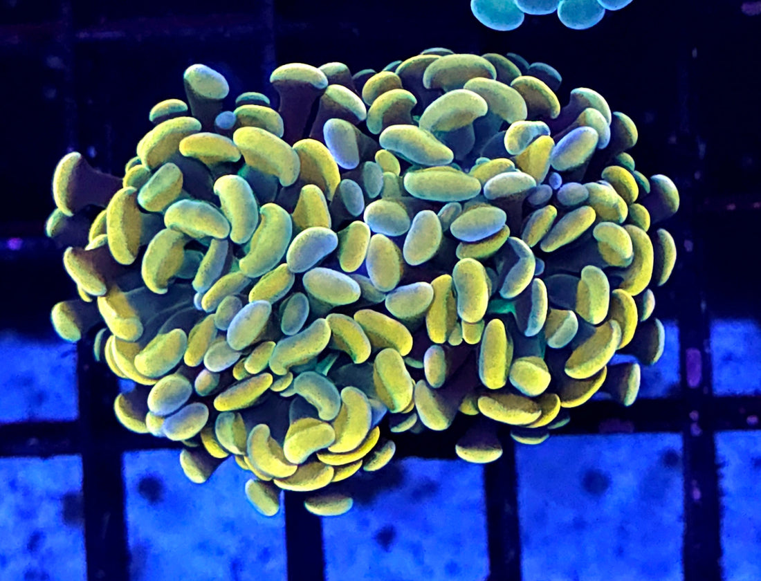 Euphyllia Branching Hammer Gold 2 Köpfe WYSIWYG - DNZ / 322