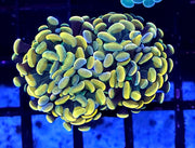 Euphyllia Branching Hammer Gold 2 Köpfe WYSIWYG - DNZ / 322 – Produktbild