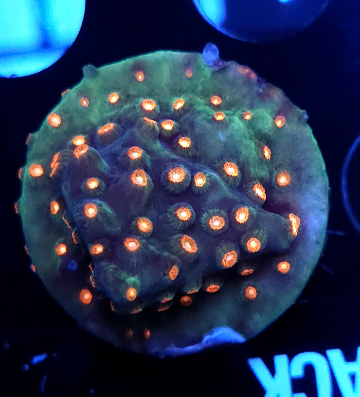 Cyphastrea Jingle Bells WYSIWYG / 327 – Produktbild