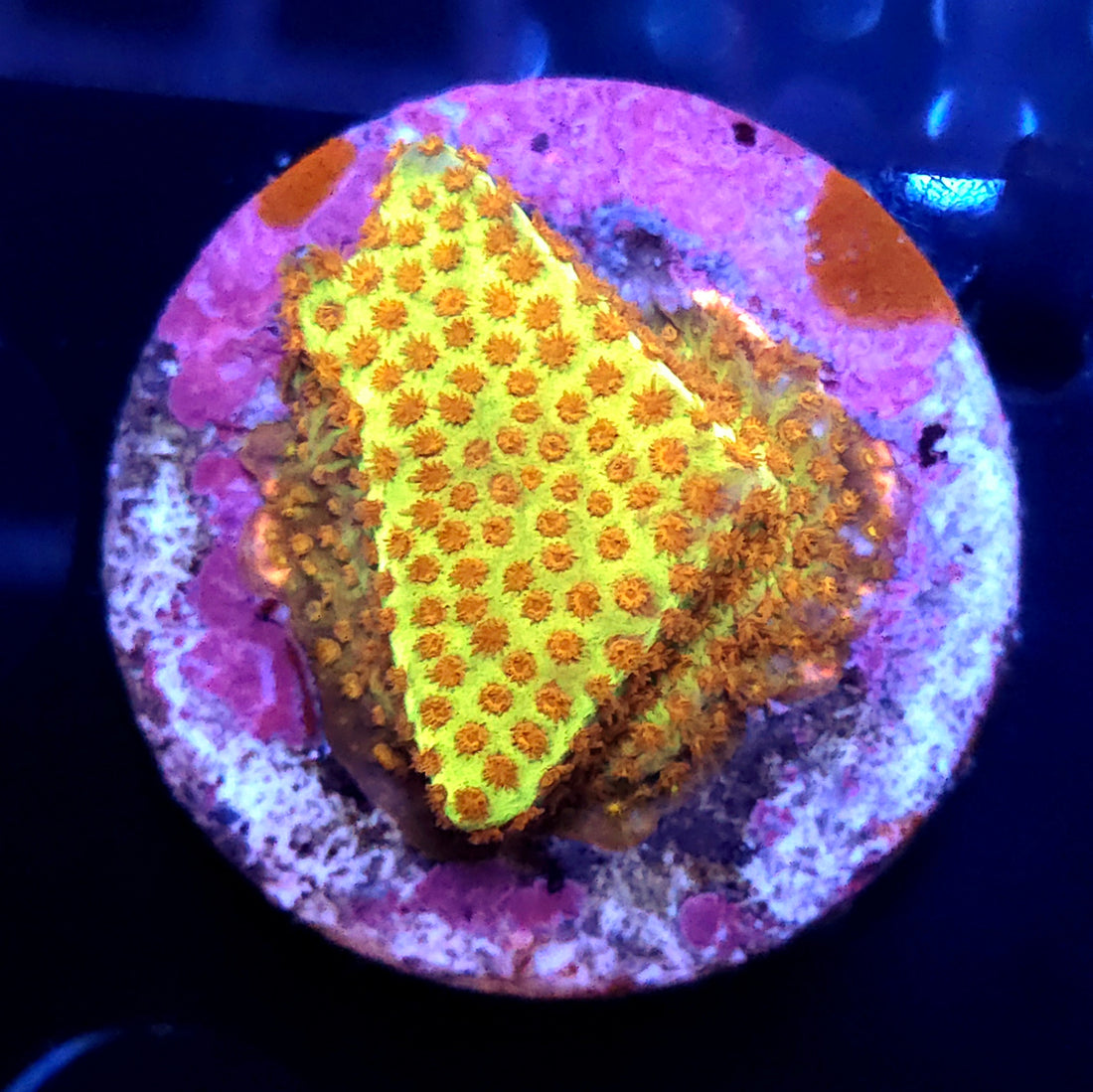 stylocoeniella burning banana / 328