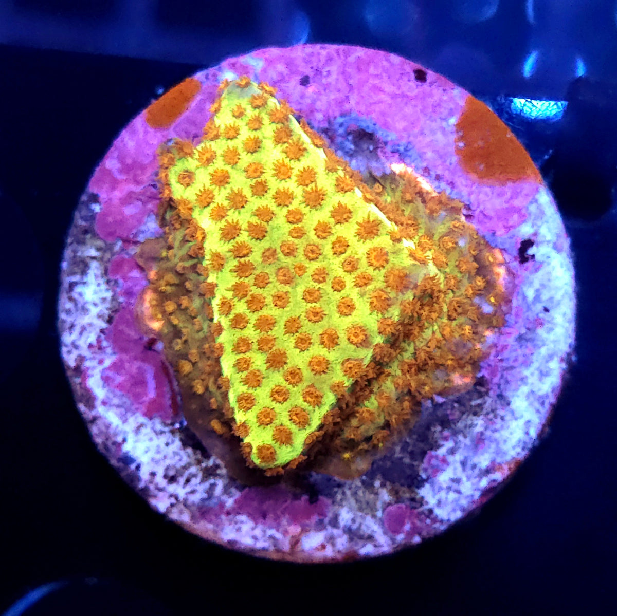 stylocoeniella burning banana / 328 – Produktbild