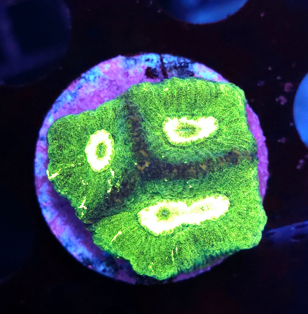 Goniastrea Toxic Splatter WYSIWYG / 329 – Produktbild
