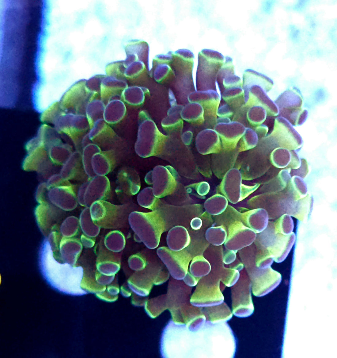 Euphyllia Branching Hammer Glow Jelly WYSIWYG - DNZ / 333