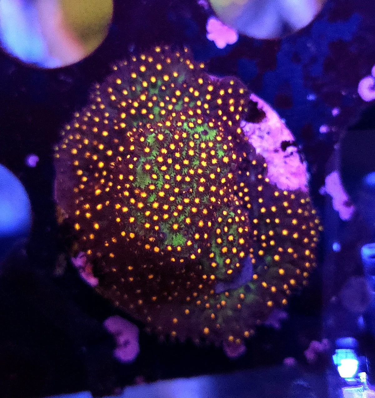 JF Stylocoeniella Sunset / 338