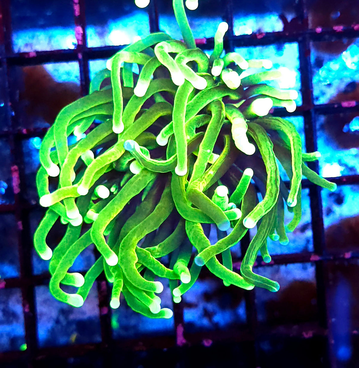 Euphyllia Glabrescens Limelight Torch Premium WYSIWYG / 340
