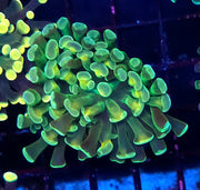 Euphyllia Branching Hammer Cosmic Honycomb WYSIWYG – DNZ / 347