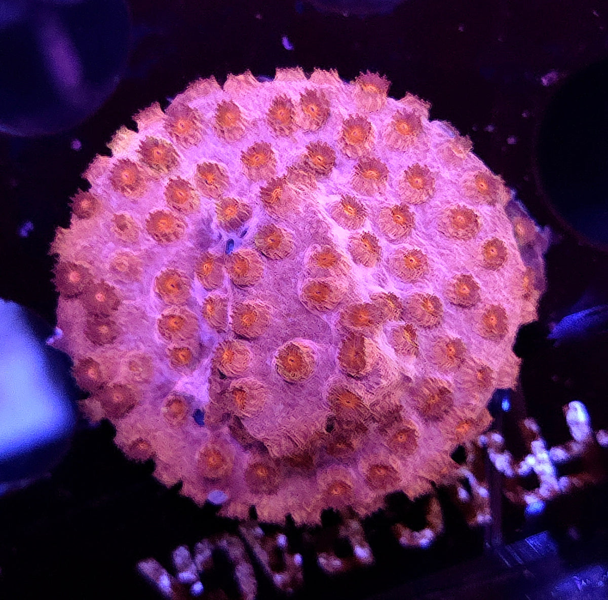 Cyphastrea Sunkist WYSIWYG / 347 – Produktbild