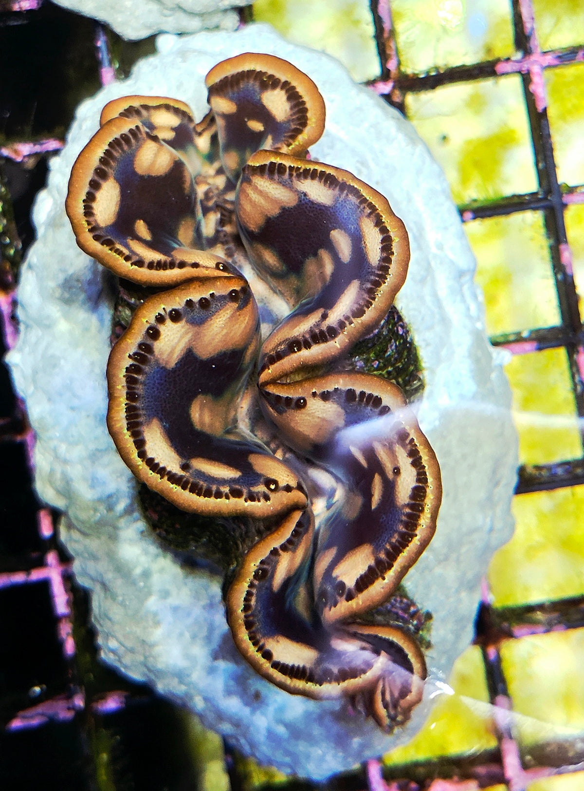 Tridacna maxima 5 - 6 cm WYSIWYG / 3516-D