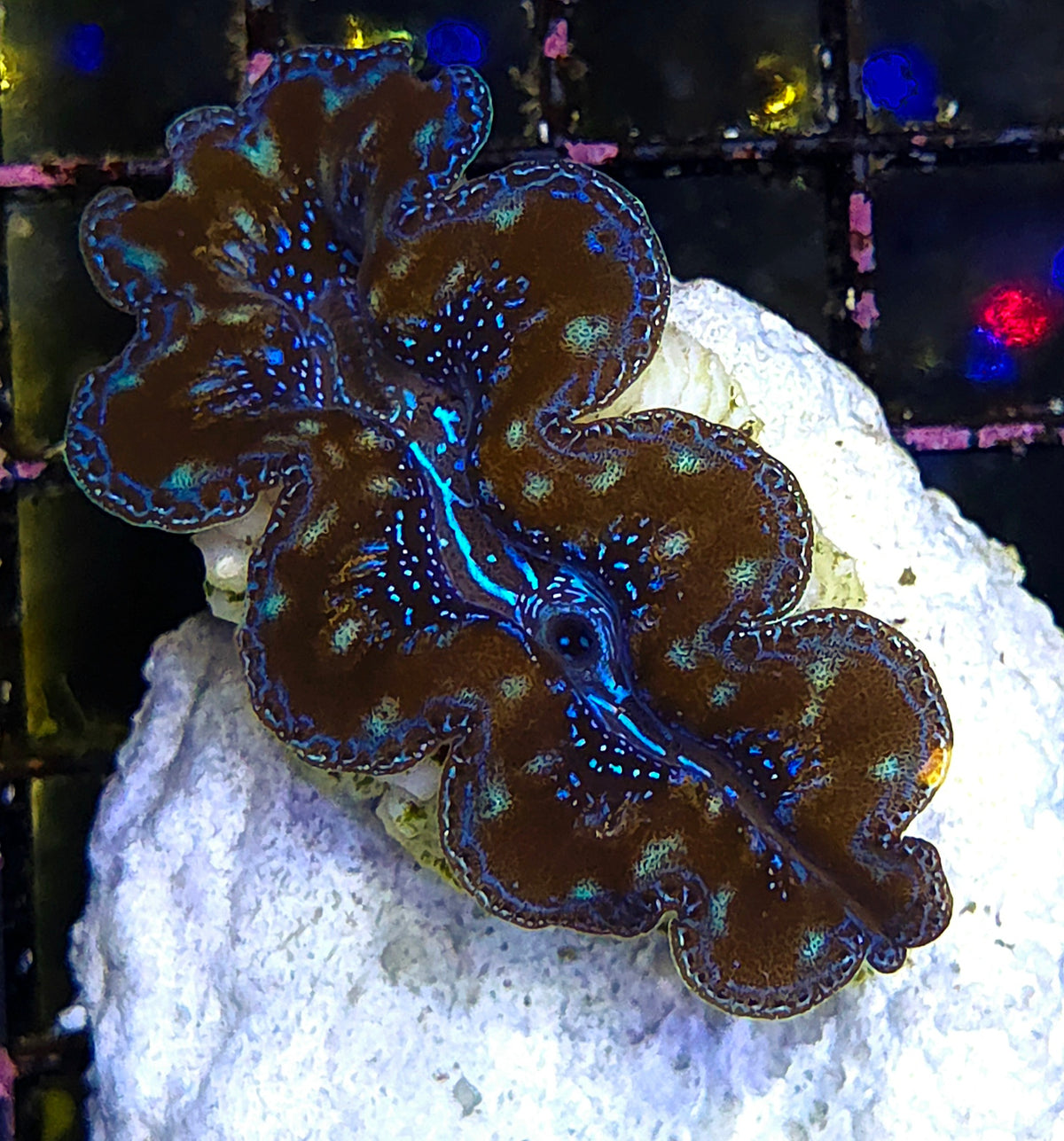 Tridacna Crocea 4 - 5 cm WYSIWYG / 3516 -U – Produktbild