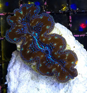 Tridacna Crocea 4 - 5 cm WYSIWYG / 3516 -U – Produktbild