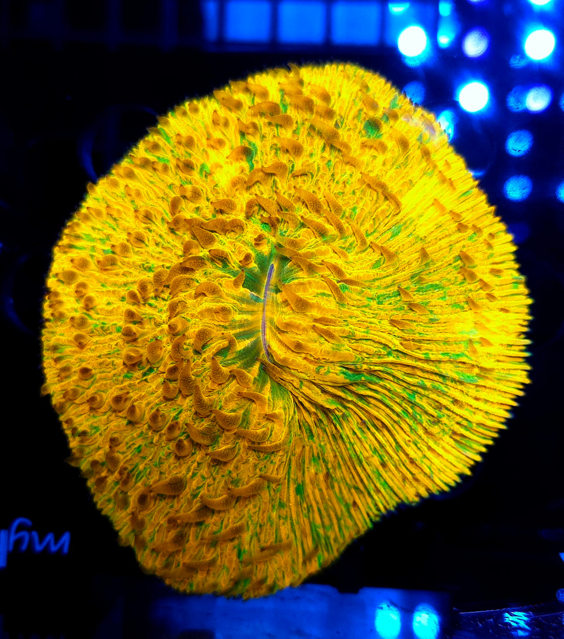Fungia Rainbow Premium WYSIWYG / 3519 - L