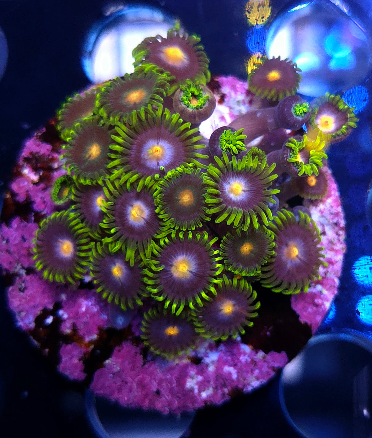 Zoanthus "Bumble Bee" WYSIWYG / 3527-R