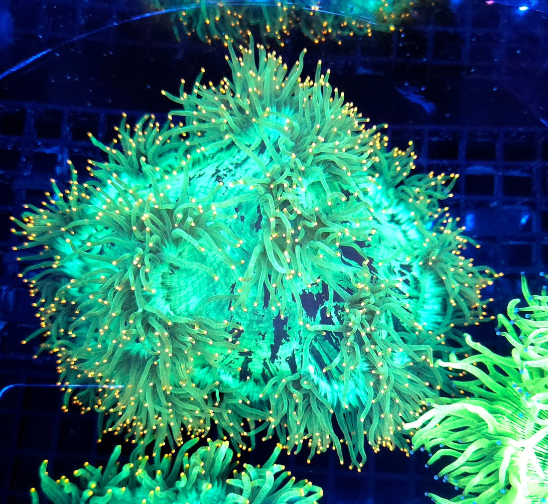 Catalaphyllia jardinei Orange Tipps XL WYSIWYG / 3527