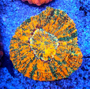 acanthophyllia mastergrade WYSIWYG / 3528 – Produktbild