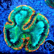Trachyphyllia Rainbow WYSIWYG / 3528