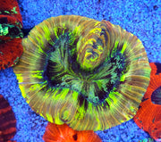 Trachyphyllia Rainbow WYSIWYG / 3532 – Produktbild