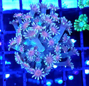 Alveopora CP Cherry Frost WYSIWYG - DNZ / 3553 - L – Produktbild