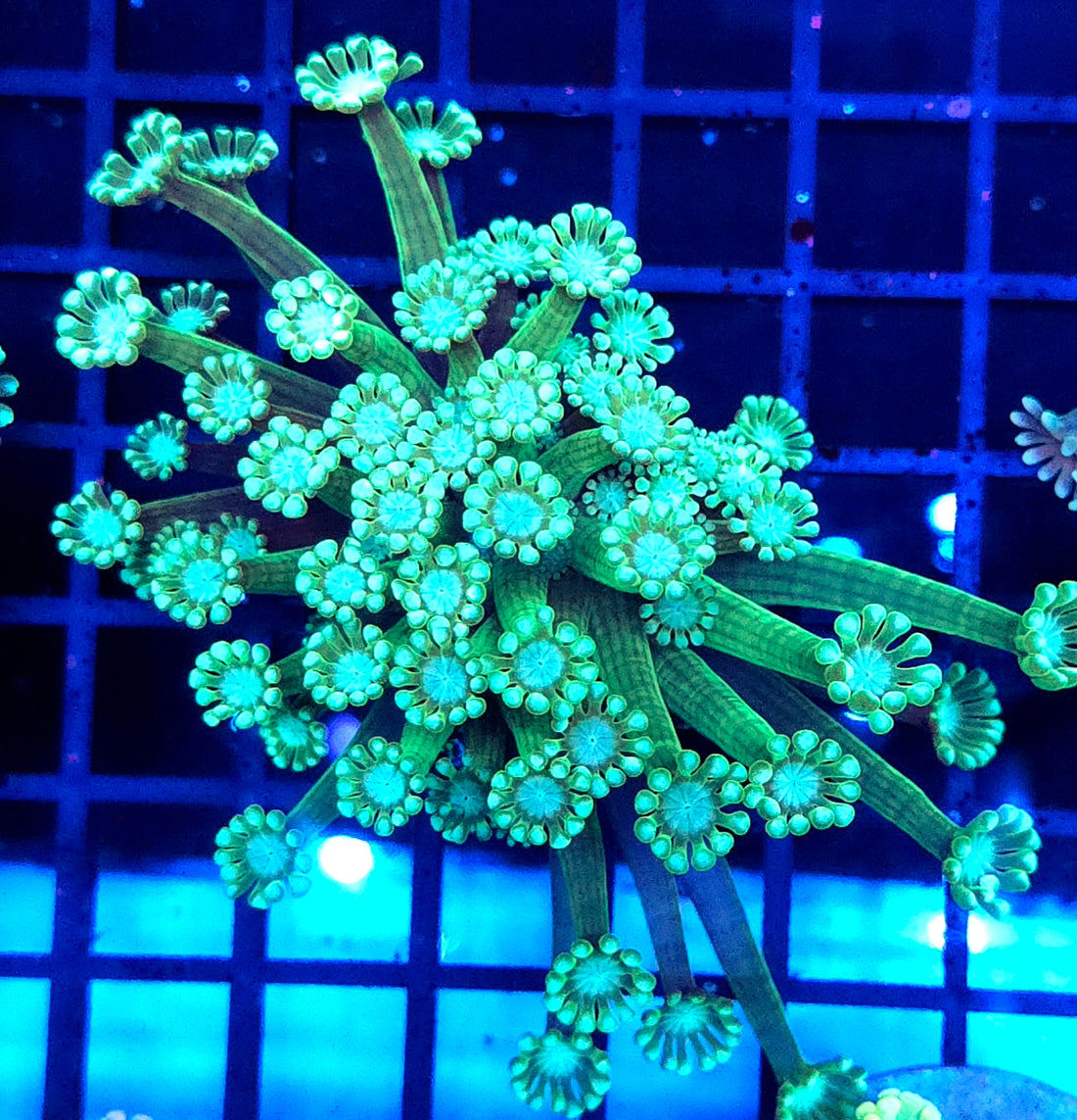 Alveopora CP Jungle Daisy WYSIWYG - DNZ / 3553 -R