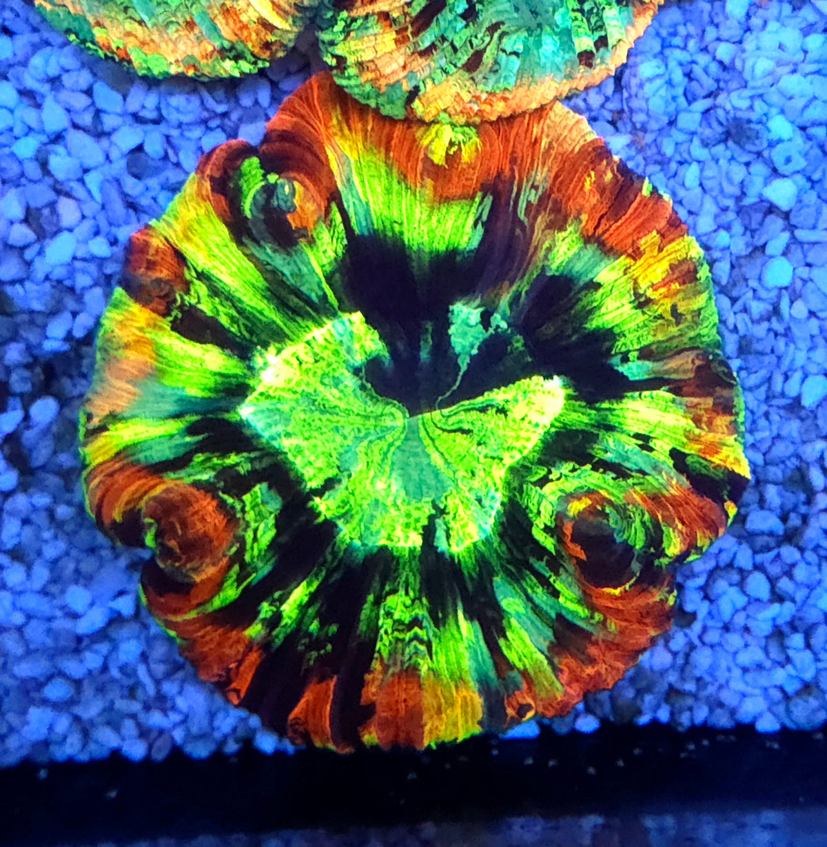Trachyphyllia Rainbow WYSIWYG / 3569 – Produktbild