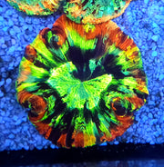 Trachyphyllia Rainbow WYSIWYG / 3569 – Produktbild