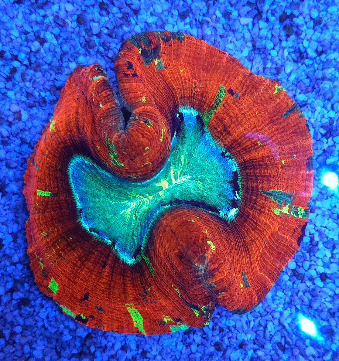 Trachyphyllia Rainbow WYSIWYG / 3569