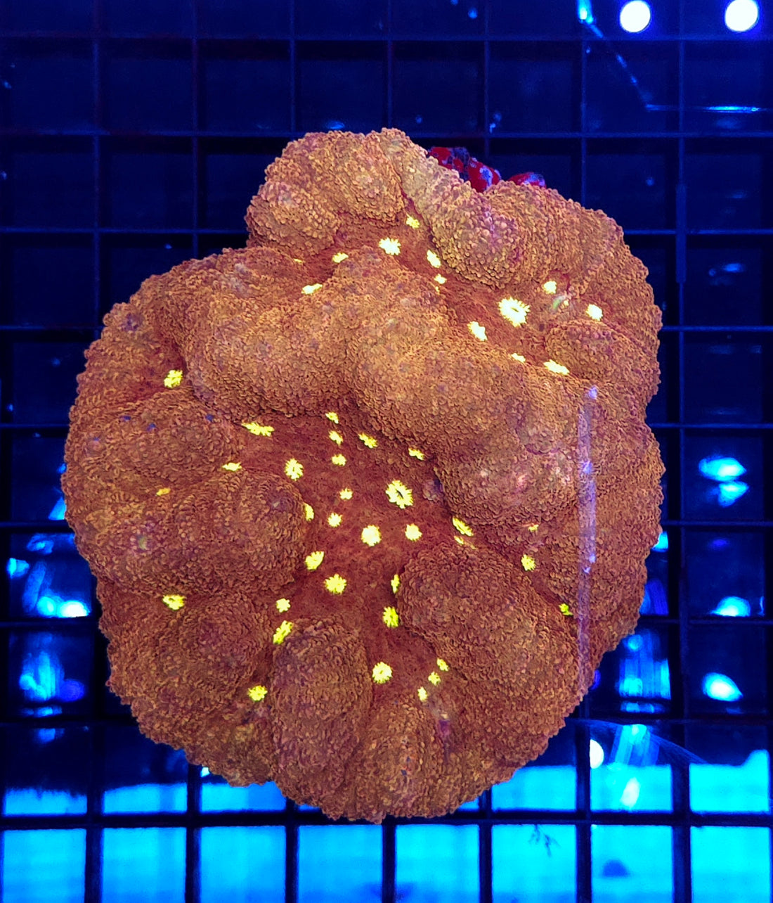 Lobophyllia (Bordeaux-Yellow Eye) WYSIWY / 3579 - R