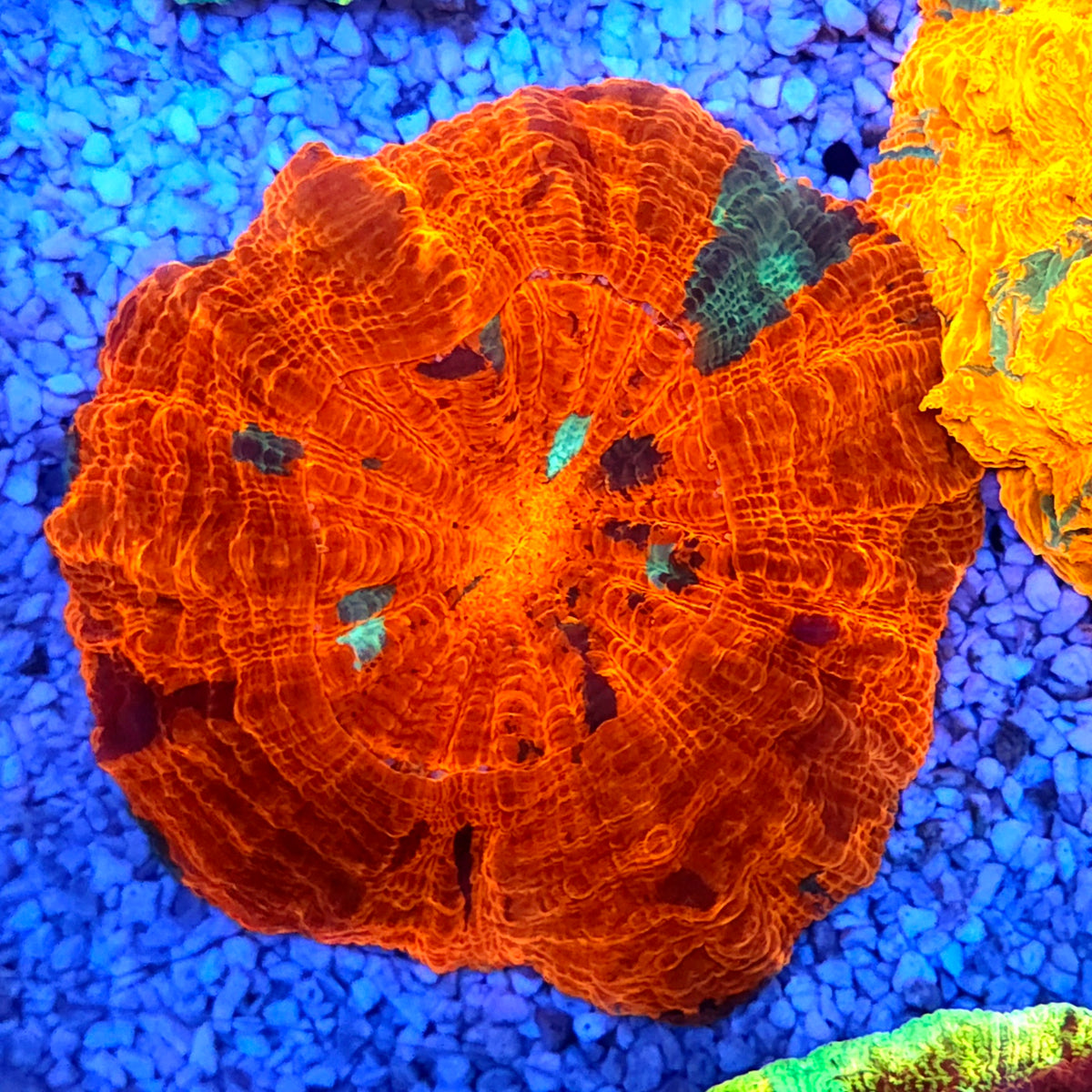 acanthophyllia mastergrade WYSIWYG / 3584 – Produktbild