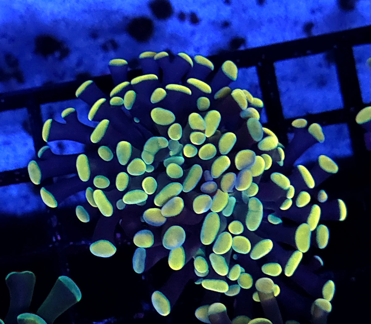Euphyllia Branching Hammer Gold-Orange WYSIWYG – DNZ / 365