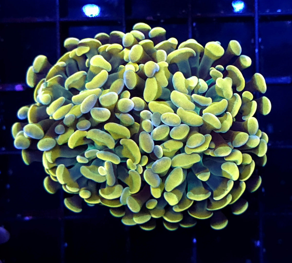 Euphyllia Branching Hammer Orange 2 Köpfe WYSIWYG - DNZ / 366 – Produktbild