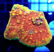 Echinophyllia Chalice Volcaura WYSIWYG / 372