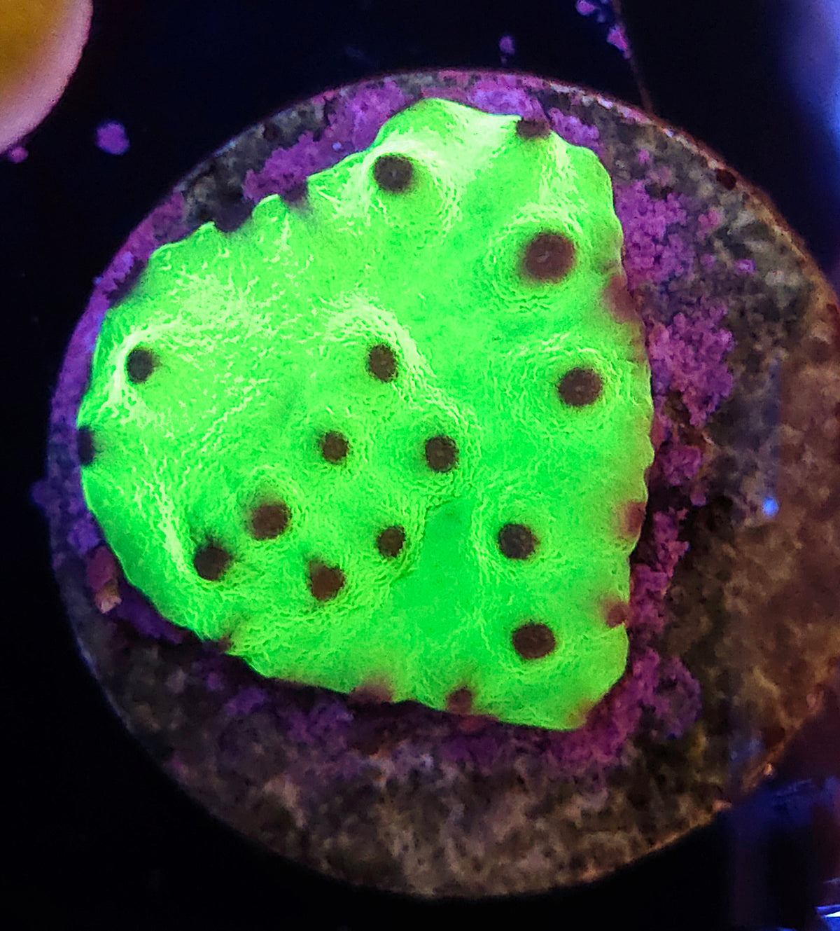 Turbinaria mesenterina WYSIWYG / 373