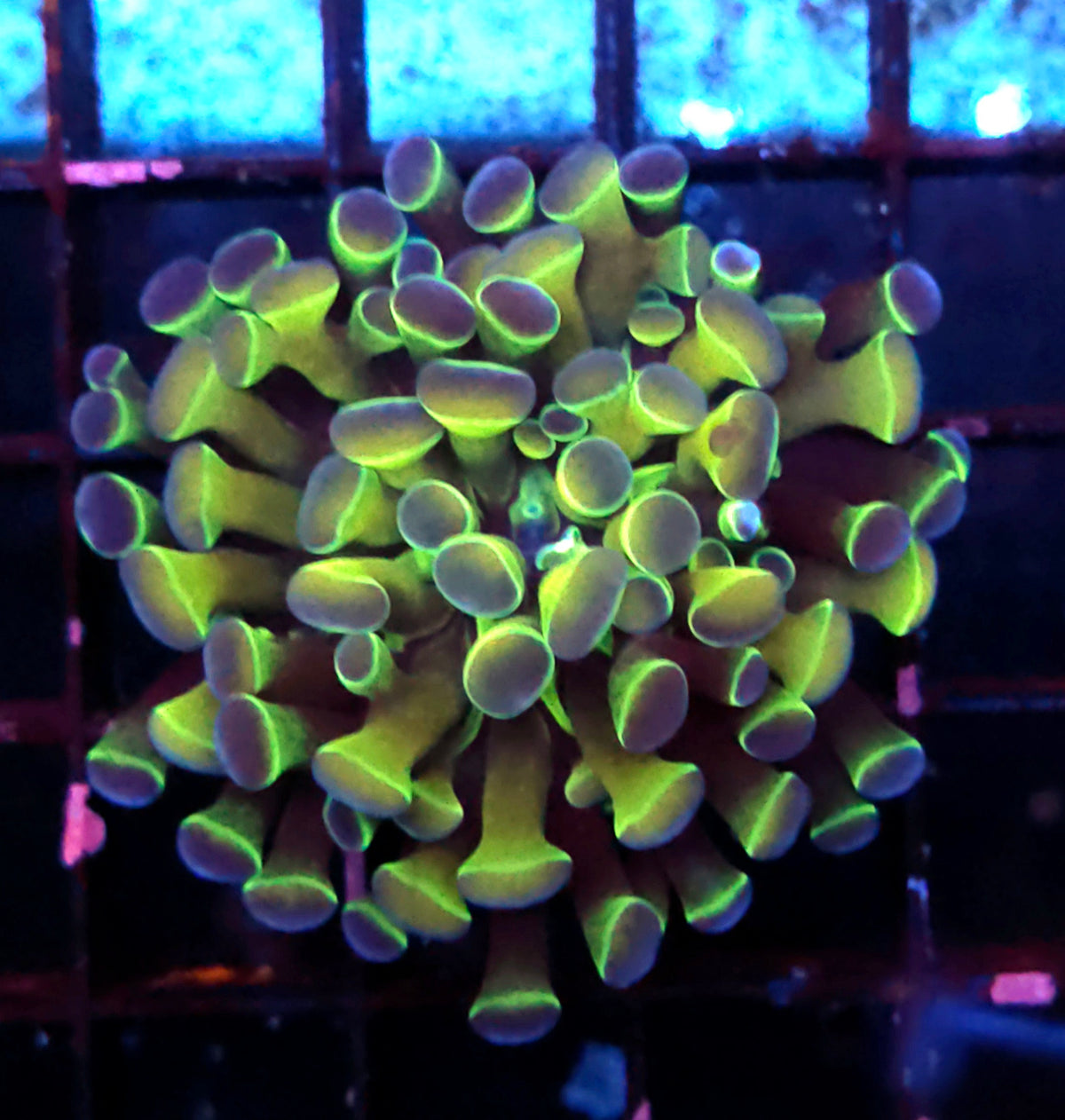 Euphyllia Branching Hammer Golden Hologram WYSIWYG - DNZ / 374