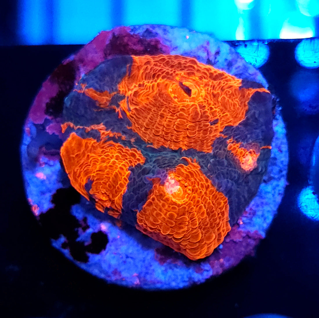 Chalice Flaming Bugatti WYSIWYG / 376